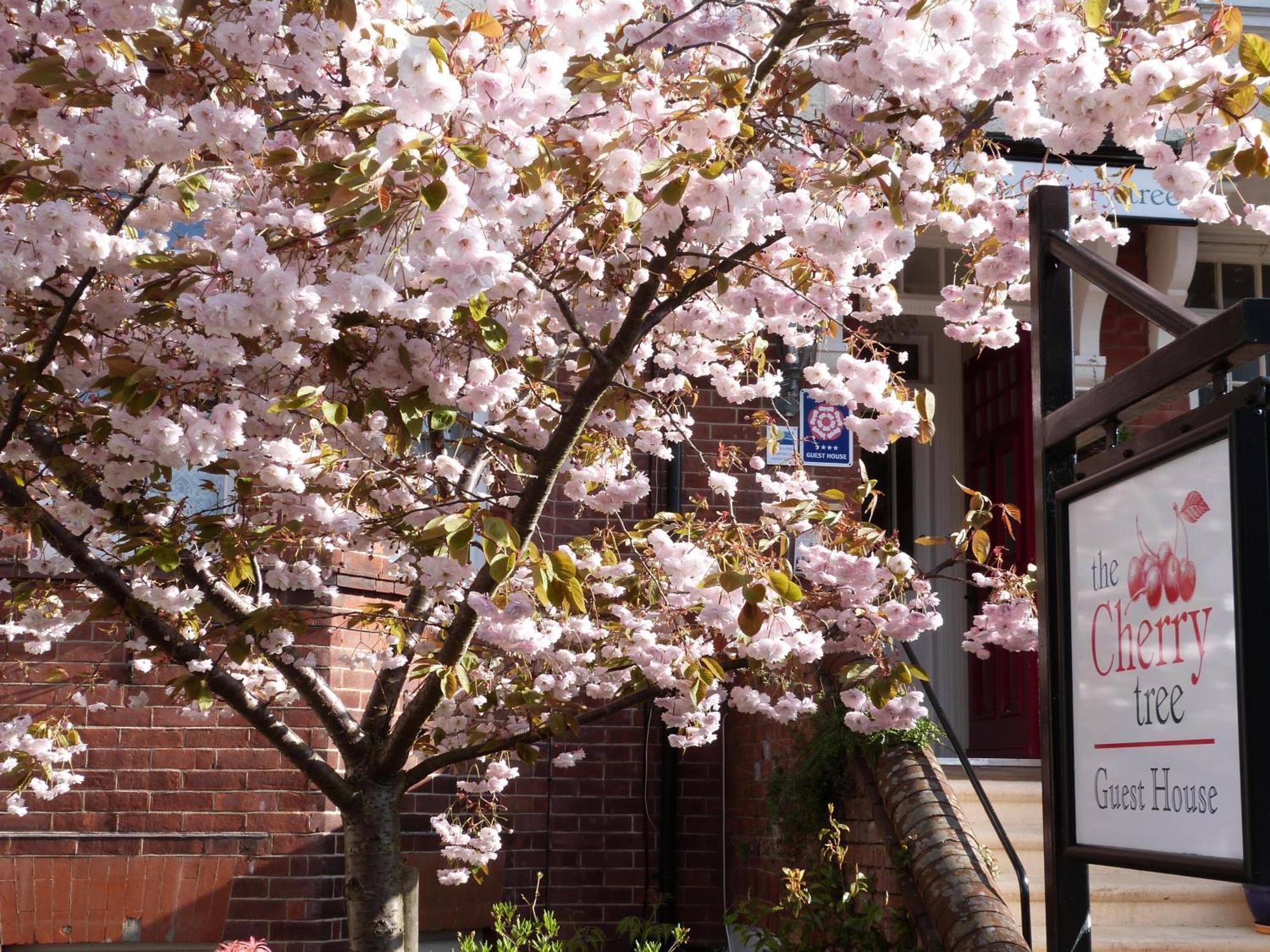 The Cherry Tree Guest House Eastbourne Exterior photo